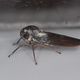 The newly discovered species P. kubalensis, a leafhopper from Uganda, is silver with red eyes.